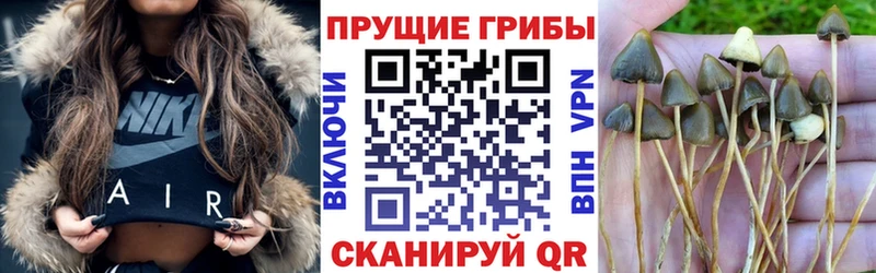 Купить где  Лениногорск  Галлюциногенные грибы Cubensis 